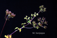 Sivadasania josephiana